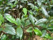 ������ ����, ���