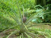 �������� ������, �������