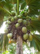 ������ ���� �� ���, �������