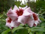 �������� ��������