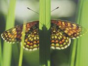 ������ �� �����