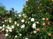 Sangerhauser Jubilaumrose, summer song, aloha