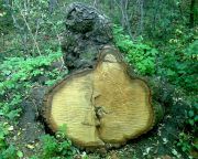 ���� ������.