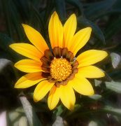 ������ �������