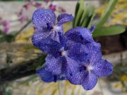 vanda 1