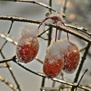 ��� ������� �����