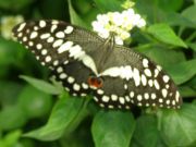 ������� �� ����������.