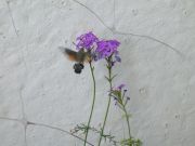 ��� � �������� ��������...