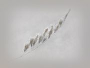 ������ � ��������