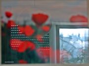 IMG 0475aa