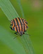   Graphosoma lineatum