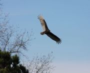 ��� ��� �����