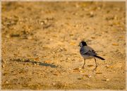 �� �����...