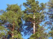 ��������� 2011