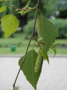 P6140023