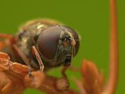 - Cheilosia latifrons