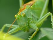   Tettigonia cantans