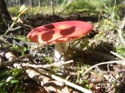 ���� ��� ����