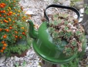 ����� IMG 518000