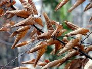 ����� ����