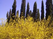 ������ �����