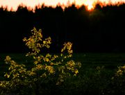 ��� �����