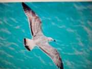 ����� ��� �������