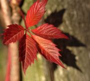 ������ �� �����