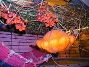 SANY0094