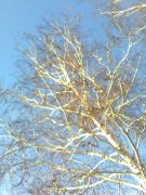 ������ ������