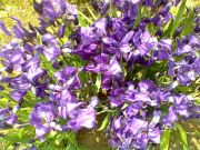 �������� �����