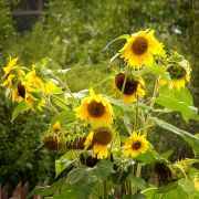 �������, ����� ����������...