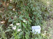 ��� ������� ������ �����