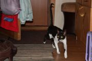 IMG 3728
