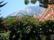 DSCF2447