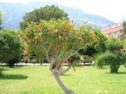 DSCF2494