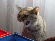 DSCF0458