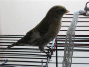 IMG 3484