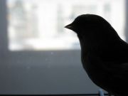 IMG 3488