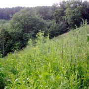 ������� �����