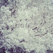 �������� ����