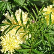 � ��� ����������...