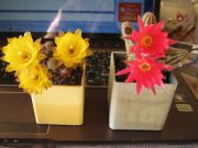 IMG 1496[1]