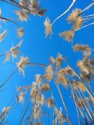 � �������