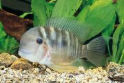 Gymnogeophagusbalzanii