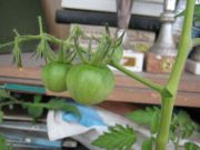 IMG 1544[1]