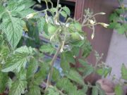 IMG 1546[1]