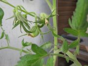 IMG 1557[1]