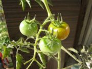 IMG 1560[1]