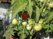 IMG 1561[1]
